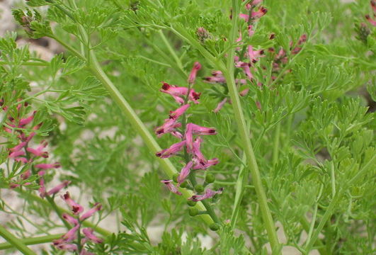 Image of Common Fumitory