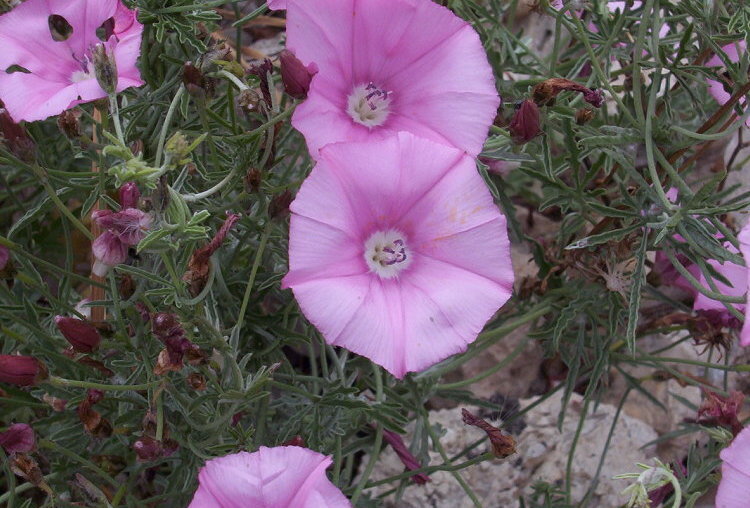 Image of mallow bindweed