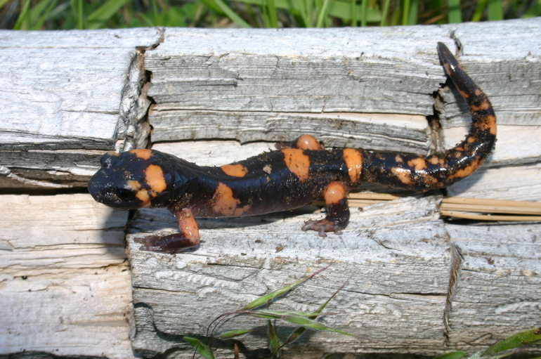 Image of Common Ensatina