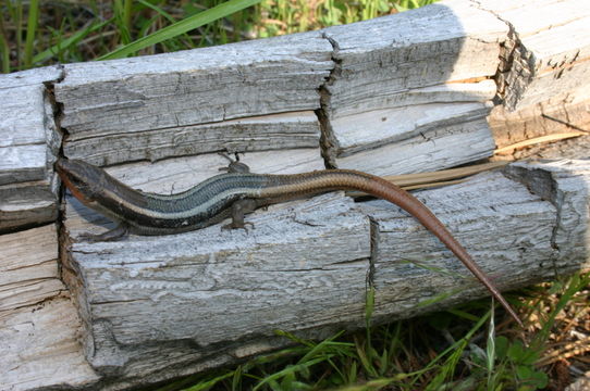 Image of Western Skink