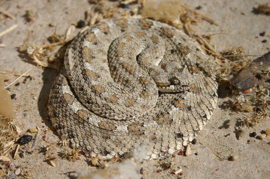 Image of Sidewinder Rattlesnake