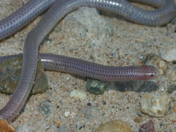 Image of Western Blind Snake