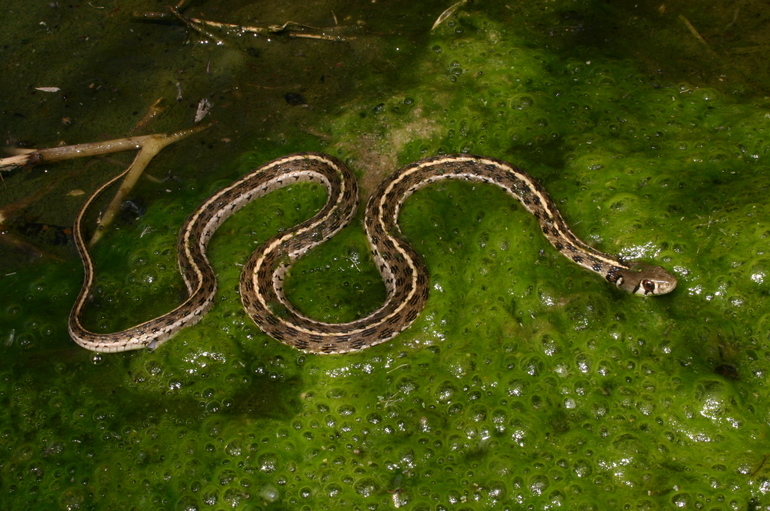 Image of Checkered Garter Snake