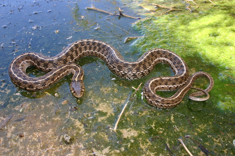 Image de Thamnophis marcianus (Baird & Girard 1853)