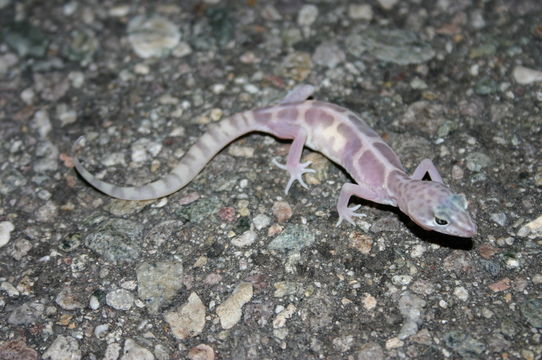 Image of Western Banded Gecko