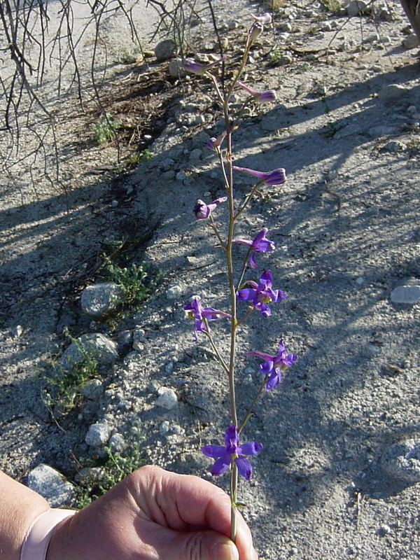 Delphinium scaposum Greene的圖片