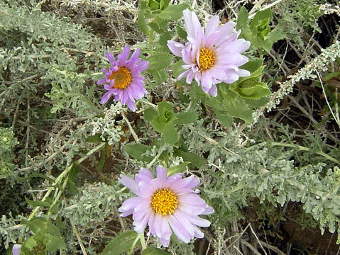 Image of Orcutt's aster