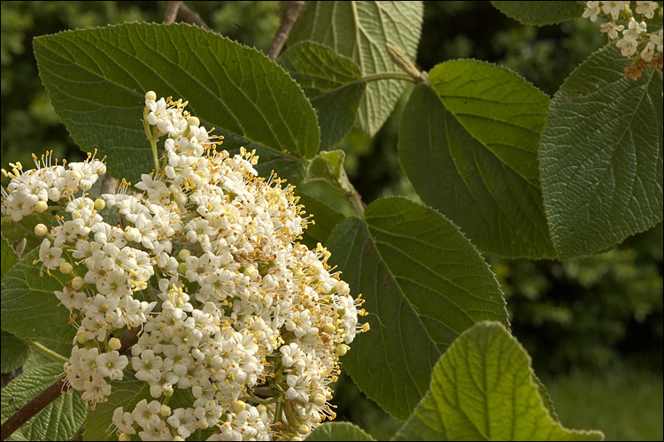 Image of Wayfaring-tree