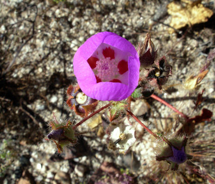 Imagem de Eremalche rotundifolia (A. Gray) Greene