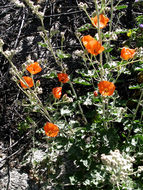 Image of desert globemallow