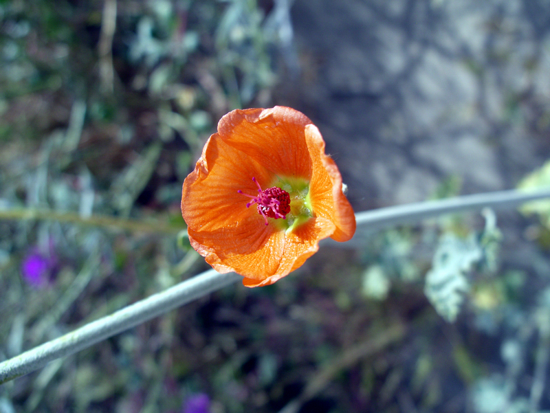 Image of desert globemallow