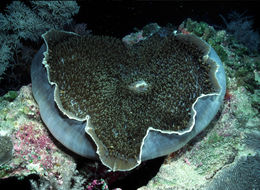 Image of Brown fat or flat corallimorph