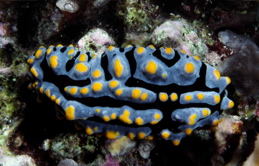 Image of Lumpy black bluegrey orange slug