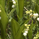 Plancia ëd Convallaria