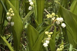 Image of Lily-of-the-valley