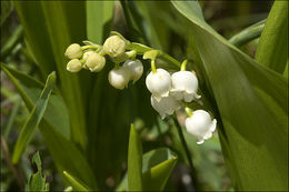 Image of Lily-of-the-valley