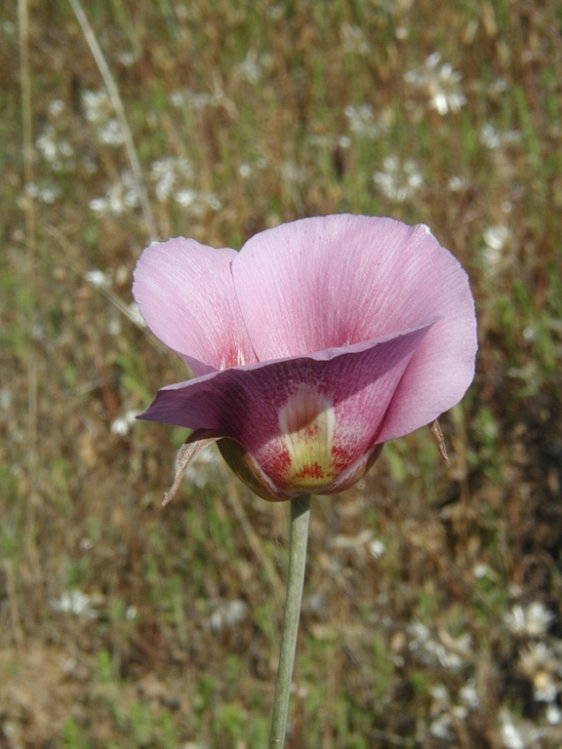 Image de Calochortus argillosus (Hoover) Zebzll & Fielder