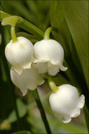 Image of Lily-of-the-valley