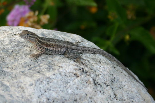 Image of common side-blotched lizard