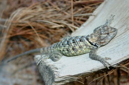 Image of Desert Spiny Lizard