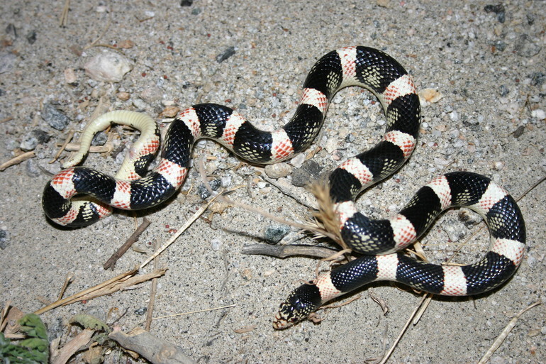 Image of Long-nosed Snake