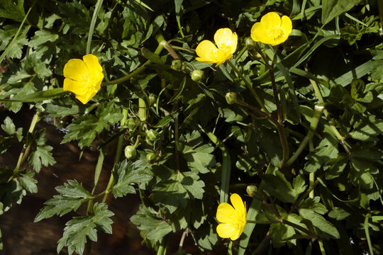 Image of creeping buttercup