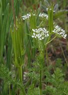 Image of shepherdsneedle