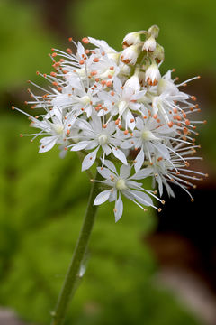 Image of Heartleaved foamflower