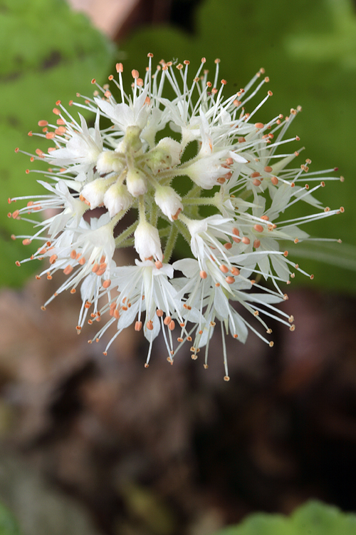 Imagem de Tiarella cordifolia L.