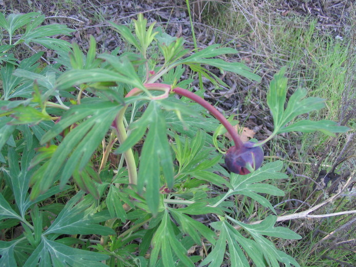 Sivun Paeonia californica Nutt. ex Torr. & Gray kuva