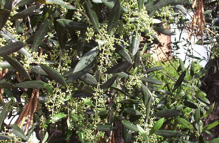 Image of olive tree