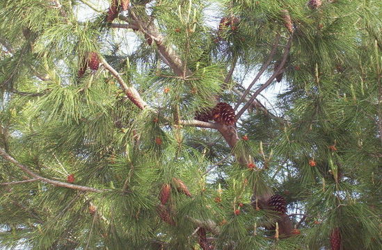 Image of Aleppo Pine