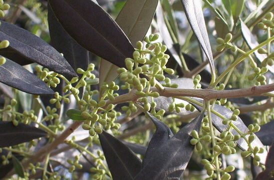 Image of olive tree