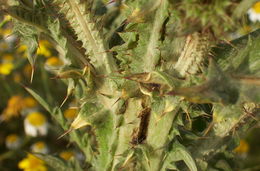 Image of Illyrian cottonthistle