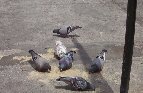 Image of Common Pigeon