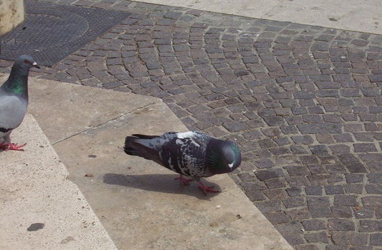 Image of Common Pigeon