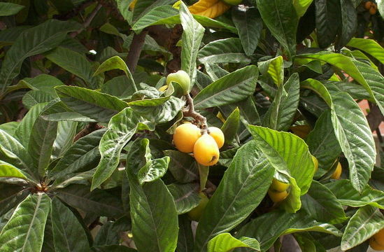 Image of loquat