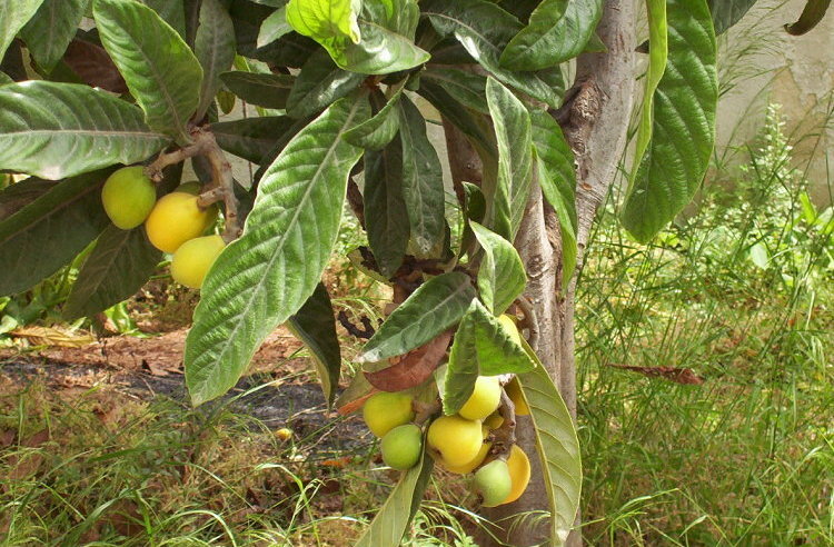 Image of loquat