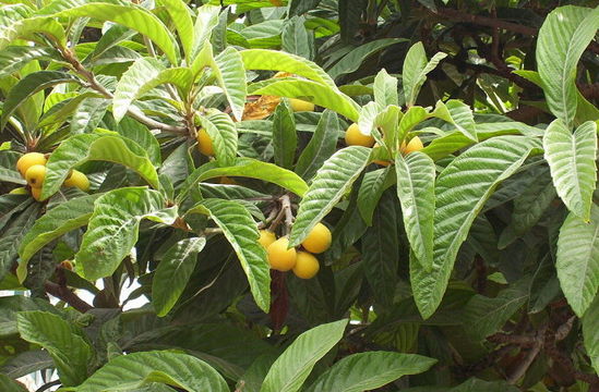 Image of loquat