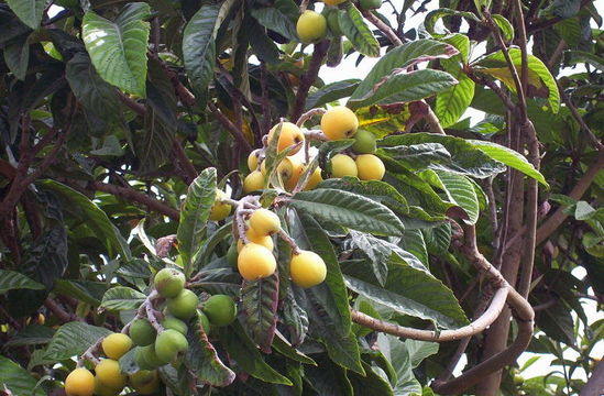 Image of loquat