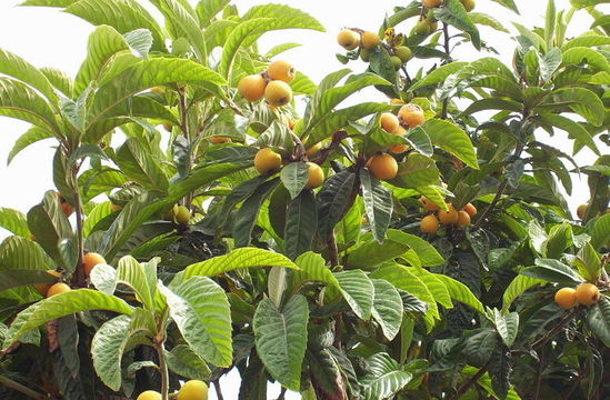 Image of loquat