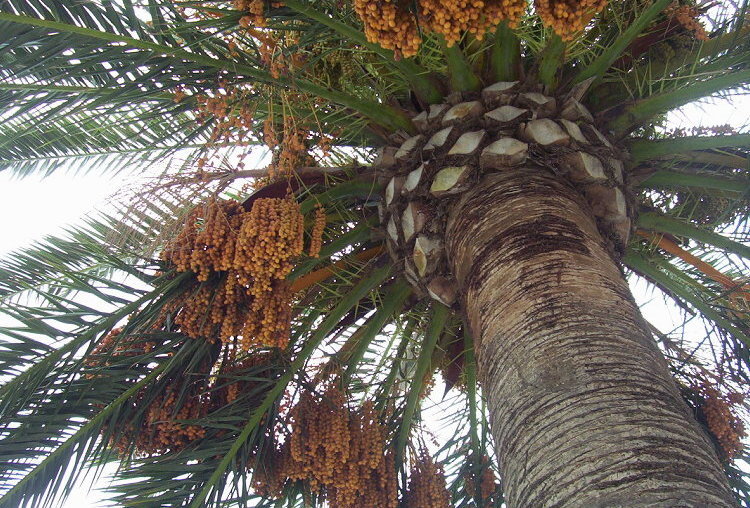 Image of date palm