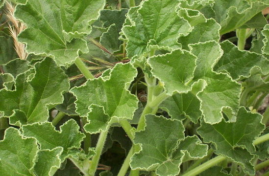 Image of Exploding Cucumber