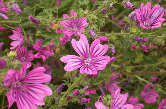 Image of high mallow