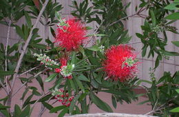 Image of crimson bottlebrush