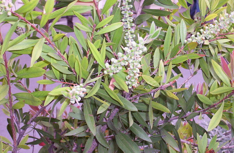 Image of crimson bottlebrush