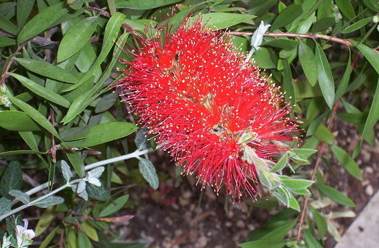 صورة Callistemon citrinus (Curtis) Skeels