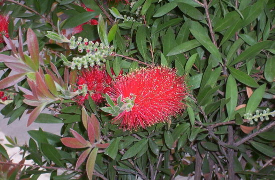 صورة Callistemon citrinus (Curtis) Skeels