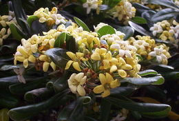 Image de Pittosporum tobira (Murray) Aiton fil.