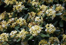 Image de Pittosporum tobira (Murray) Aiton fil.